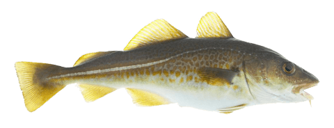 ATLANTIC COD (GADUS MORHUA)