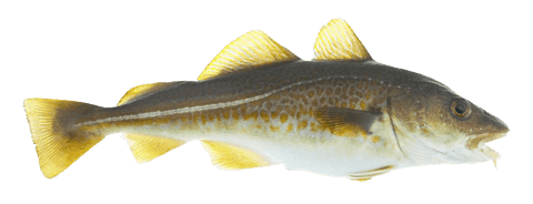ATLANTIC COD (GADUS MORHUA)