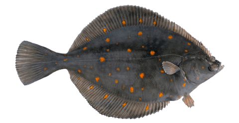 PLAICE / FLOUNDER (HIPPOGLOSSOIDES PLATESSOIDES)