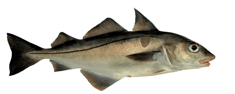 HADDOCK (MELANOGRAMMUS AEGLEFINUS)