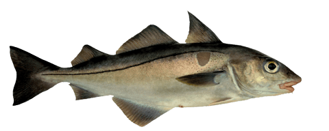 HADDOCK (MELANOGRAMMUS AEGLEFINUS)