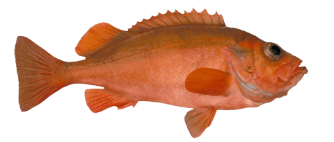 REDFISH (SEBASTES NORVEGICUS | SEBASTES MENTELLA)