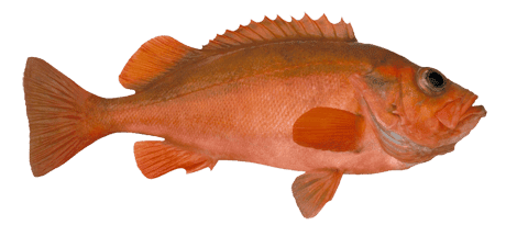 REDFISH (SEBASTES NORVEGICUS | SEBASTES MENTELLA)
