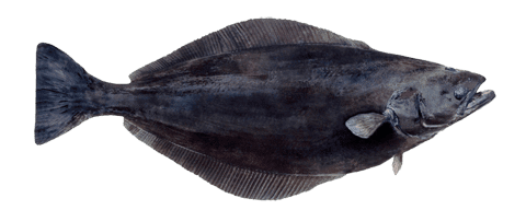 GREENLAND HALIBUT (REINHARDTIUS HIPPOGLOSSOIDES)