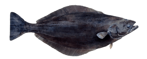 GREENLAND HALIBUT (REINHARDTIUS HIPPOGLOSSOIDES)