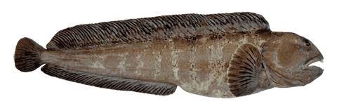 CATFISH / WOLFFISH (ANARHICHAS MINOR | ANARHICHAS LUPUS | ANARHICHAS DENTICULATUS)