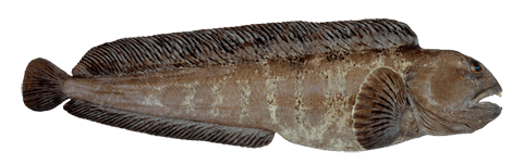 CATFISH / WOLFFISH (ANARHICHAS MINOR | ANARHICHAS LUPUS | ANARHICHAS DENTICULATUS)