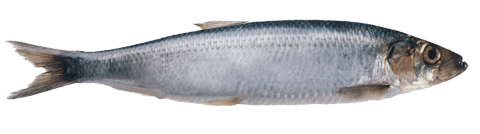 HERRING (CLUPEA HARENGUS)