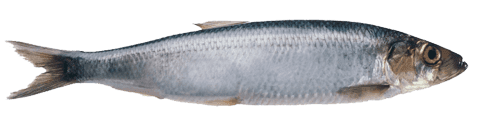 HERRING (CLUPEA HARENGUS)