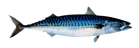 MACKEREL (SCOMBER SCOMBRUS)