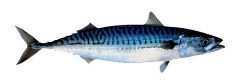 MACKEREL (SCOMBER SCOMBRUS)